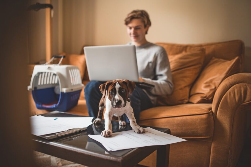 Un salarié en télétravail accueille un chiot à la maison
